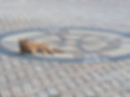 Compass rose, paver design, landscape design