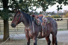 HS Drifts Wyo Roan