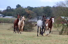 Weanlings