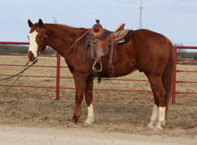 Rudolph the Red Nose Ranch Horse