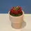 Thumbnail: Ice Cream Cone Planter | Indoor Garden | Succulent Plants | Food Planter