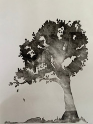 shadow/tree