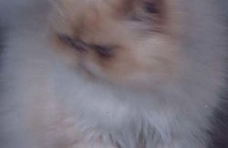 my Max Cat