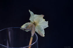 Daffodil 2
