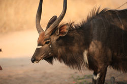 Nyala