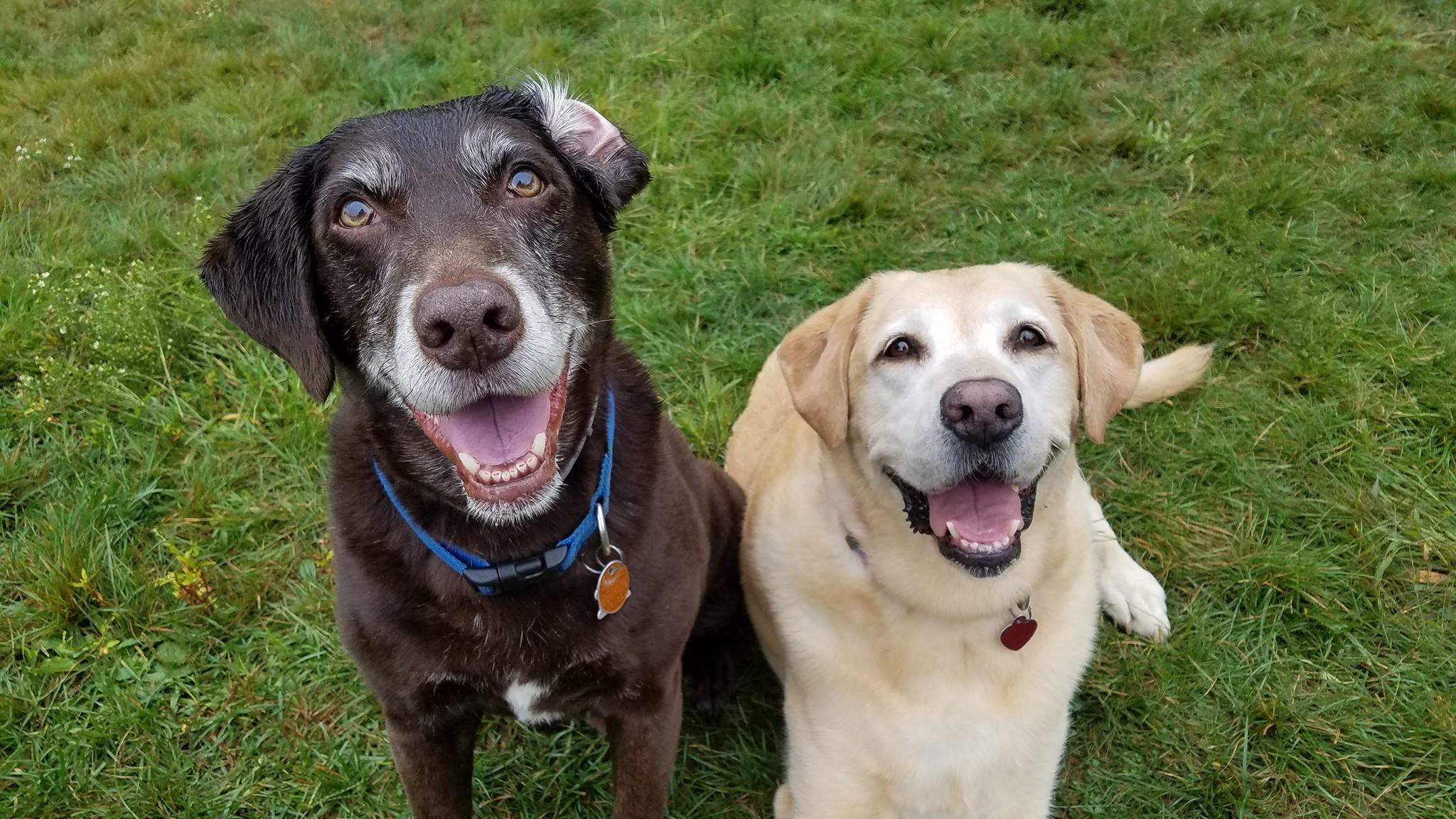 This Adorable Mix Looks Like a Fighting Dog But Proves Pure Love and Loyalty Every Day!