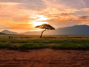 MAASAI MARA: SUNSHINE AFTER THE RAIN