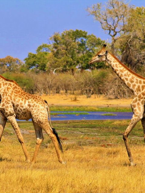 Okavango Delta, Botswana