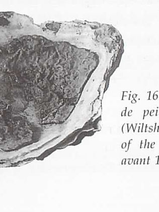 Les coquillages de couleurs