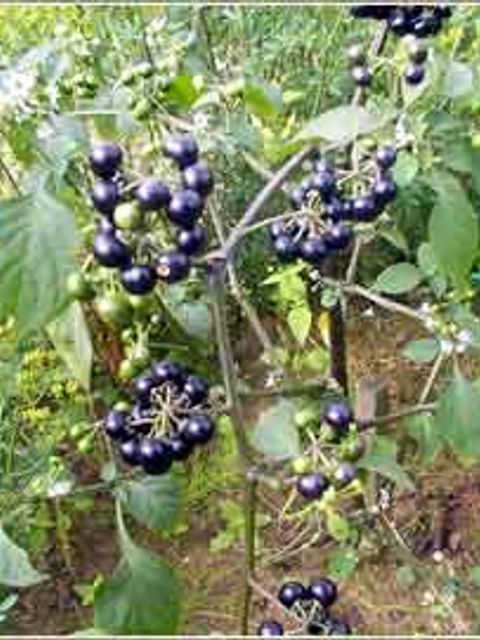 Solanum_nigrum