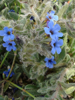 L’Orcanette des Teinturiers