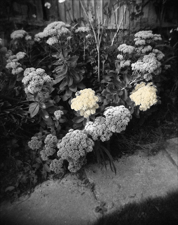 GP Butterfly_retouched_tinted.jpg
