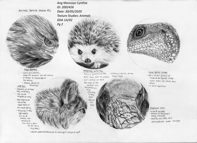 week06_cynthia_texture_studies_animals_pg2.jpg