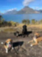 Four dogs enjoying a dog walking adventure by a lake.