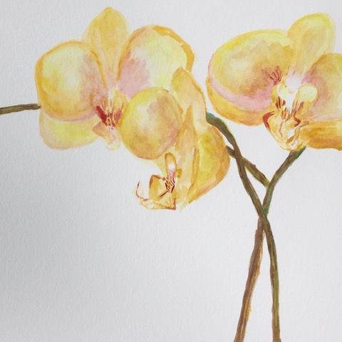 yellow orchids- watercolor.jpeg