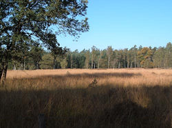 schinderhannes-2011-17