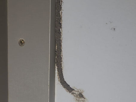 Dedetização em Cubatão: Controle Técnico de Pragas Essencial