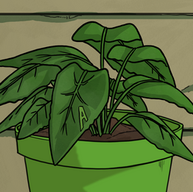 BC_Plymouth_PLANT-GREEN.png