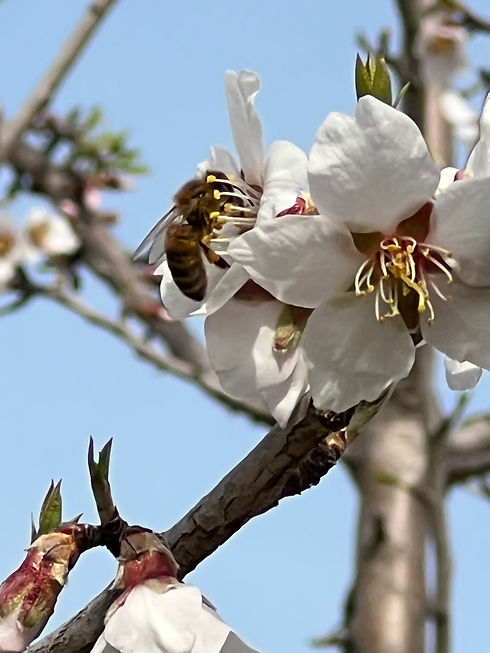 Abeille qui butine une fleur d'amandier
