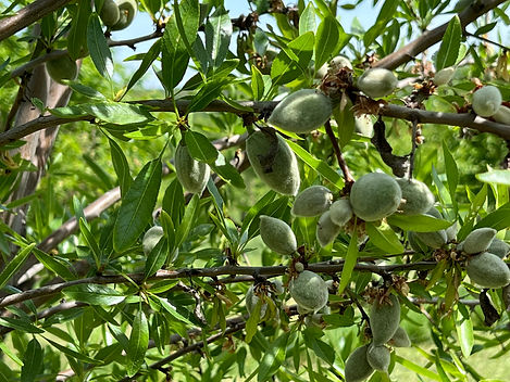Amandes vertes en développement sur l'arbre