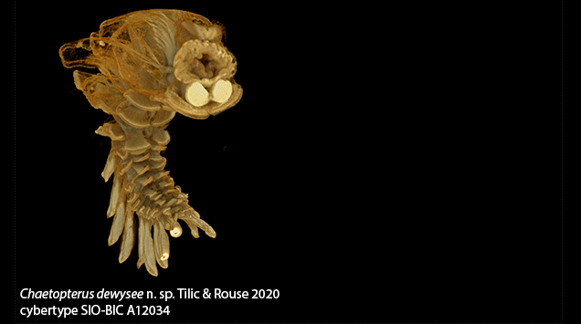 ChaetopterusCybertype.gif