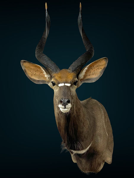 Eastman Nyala 3.JPEG