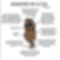 Anatomy Of A Cat