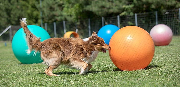 Chien qui joue au treiball