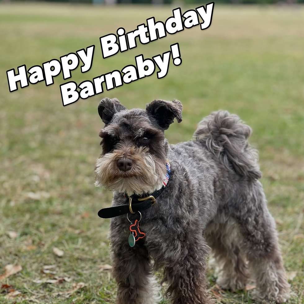 Barnaby on his 5th birthday!