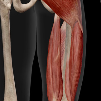 ハムストリングス