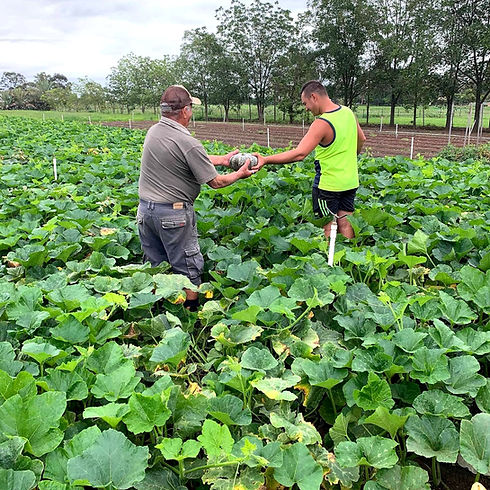 oakville harvest assest contact 1_edited.jpg