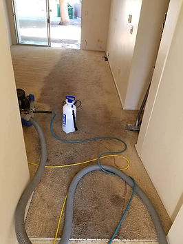 Steam clean carpets, pet stains, dirty carpets, rx-20, Eco Clean