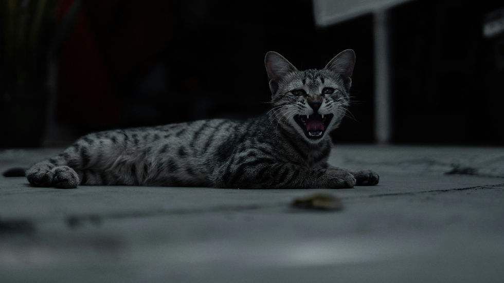 Striped cat lying on pavement, yawning or meowing with mouth open. Background is dimly lit, creating a moody atmosphere.