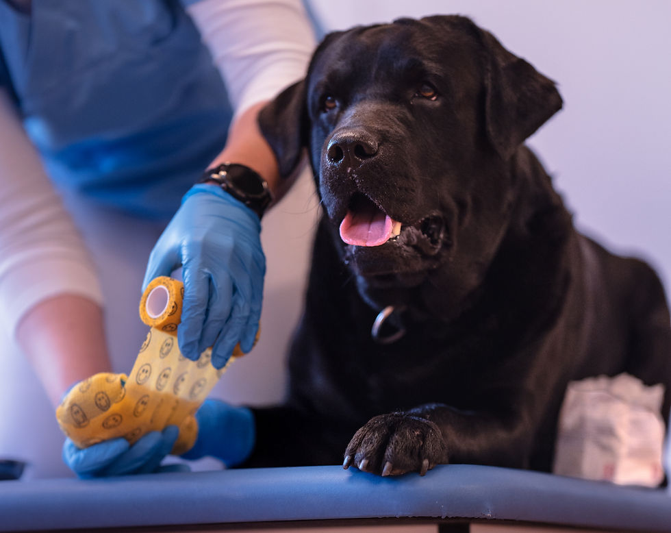 Ein Hund mit Pfotenverletzung, der in der Tierarztpraxis DoggoVet mit Osteopathie und einem Verband nach einer Blutegeltherapie versorgt wird.