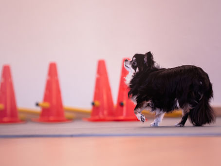Schmerzen beim Hund erkennen