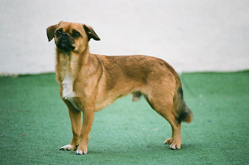 Small Brown Dog