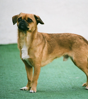小さな茶色の犬