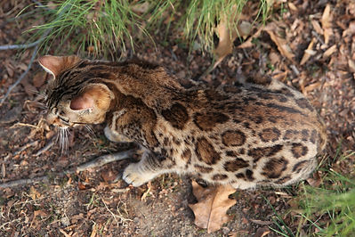 Paradigm head neck dorsal markings ears whiskers on dry leaves 12162021.JPG