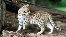 Nate Illumina female not glittered left pattern head turned profile one paw up white tummy