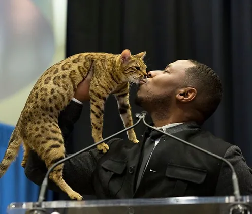 kennel club bengal kittens