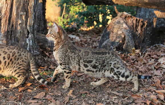 Verge left pattern profile spotted legs on dry leaves 12142021.JPG
