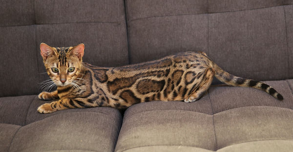 Libation left pattern laying on couch eyes whiskers ears 11242021.JPG