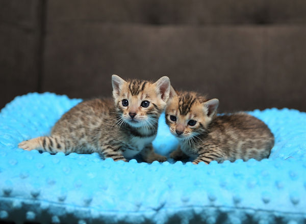 Everly Cynosure male female face whiskers eyes ears on blue pillow 05042022.JPG