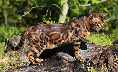 Ahseelot right pattern standing on stump in grass 05042020.JPG