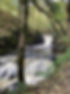 Tree_edited.jpg