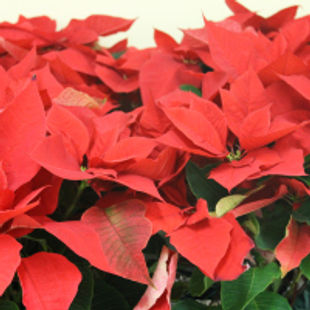 Purchase a Poinsettia for the Sanctuary