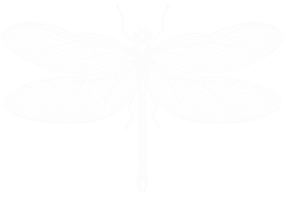 Libellule blanche en dentelle fine.png