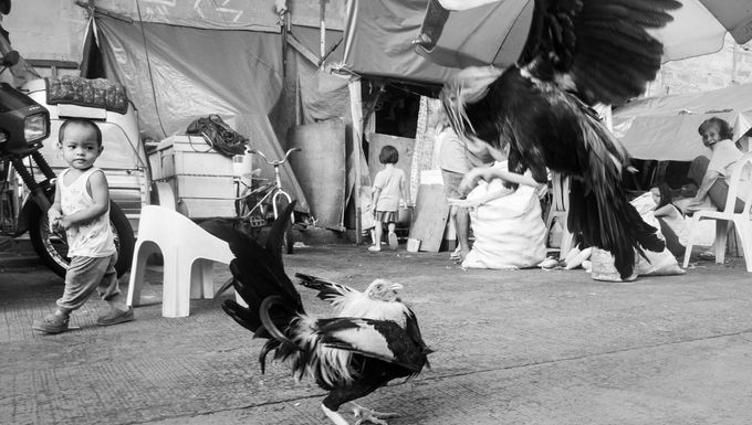 The lady on the right who lost her grandson to cockfighting