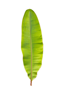 Banana Leaf