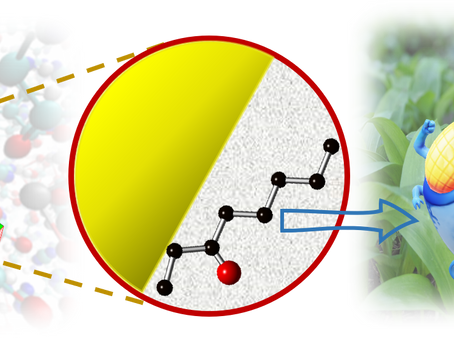 Synthesis of zirconium-based MOFs for pheromones delivery: a study on NMR and molecular simulation